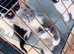 Russian blue kittens 2 left
