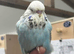 Young budgies