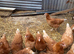 Brown pullets 16to18 weeks old