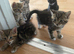 Gorgeous tabby kittens ready for reservation!