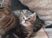 Mixed bengal kittens for sale