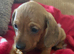 5 kc reg mini dachshunds for sale