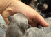Blue chihuahua long haired puppy-Male