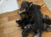 16 lovely puppies
