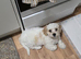 Boy cavachon