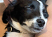 Mochi - 7 Month Old Collie/Cocker Mix Girl