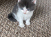Grey and white fluffy girl