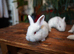 5 New Zealand White Rabbit Kits Available 3 does & 2 bucks