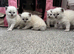 Pure ragdoll kittens