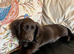 Working Cocker x Longhair Dachshund Puppies