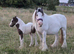 13hh mare with colt foal at foot