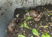 2 Giant African land snails FREE