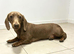 Miniature dachshund lola