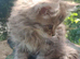 Maine Coon kittens. Mother is TICA registered.
