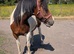 Sports horse x cob