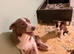 Ready to Leave - Red and White Pedigree Collie Pups