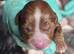 Caviler king charlies puppys