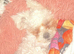 Bichon freeze
