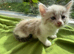 Ragdoll Sweet Kittens + chip, health card, food