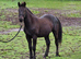 Appaloosa x ID Colt