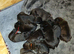 Stunning Cane Corso Pups