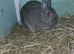 Rabbits