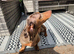 Female Dachound