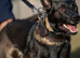 Bullherder F1