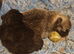 Pomeranian puppies ready end of Aug taking deposits now