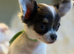 Tiny KC Registered & fully dna tested Chihuahua Puppies