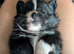 Beautiful Pomchi puppies