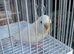 Baby budgie