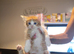 6 beautiful long haired kittens