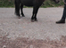 Black gelding