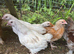 4 young cockerels free too good home