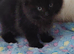 Ragdoll X Maincoone kittens