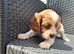Cavalier kingcharles last bhleming boy. .