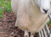 Young Lleyn Tup Looking for New Pastures