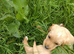 Labrador X Cocker puppies