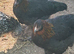 French Black Copper Maran female chickens