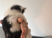 kitten
