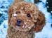 Beautiful small poodle puppies available, so pretty!