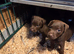 Chocolate, patterdale puppys!