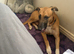 Dog needs rehoming