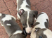 Beautiful pure whippet puppies for sale