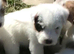 Parson Russell Terriers Cornwall