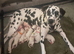 Beautiful Dalmatian Puppies