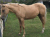 3 yrs old Palomino Filly