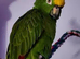 Yellow-crowned Amazon