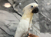Handreared Friendly Super Tame Cuddly Umbrella Cockatoo Parrot